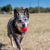 Kong Ball (Small ou Medium/large)