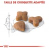 Royal Canin - sensible 2-4kg (cat)