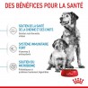 Royal Canin - Mini Starter Mother & Baby Dog 1-3kg (dog)