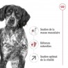 Royal Canin - Medium Adulte Mature 7+      15kg (dog)